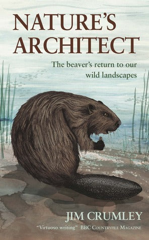 Nature’s Architect: The beaver’s return to our wild landscapes | O#Environment